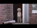 Dog Walks Into A Stranger's House And Insists She Belongs Here | Kritter Klub