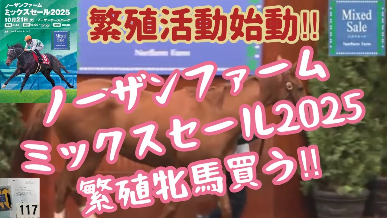 [競馬・馬主]ノーザンミックスセール2025 繁殖活動始動！繁殖牝馬買う‼︎
