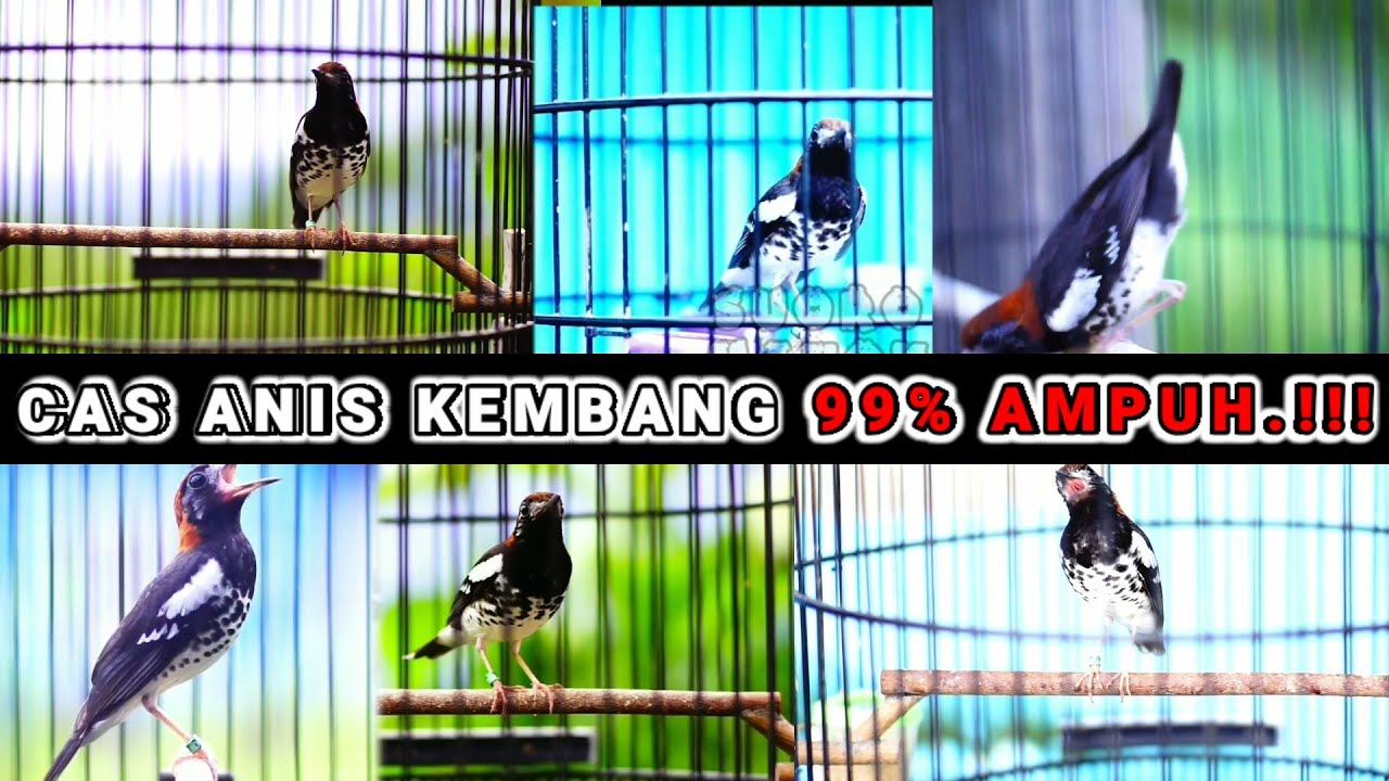 CAS ONLINE ANIS KEMBANG JANTAN VS BETINA COCOK MEMANCING GACOR LANGSUNG BIRAHI