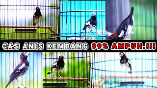 CAS ONLINE ANIS KEMBANG JANTAN VS BETINA COCOK MEMANCING GACOR LANGSUNG BIRAHI