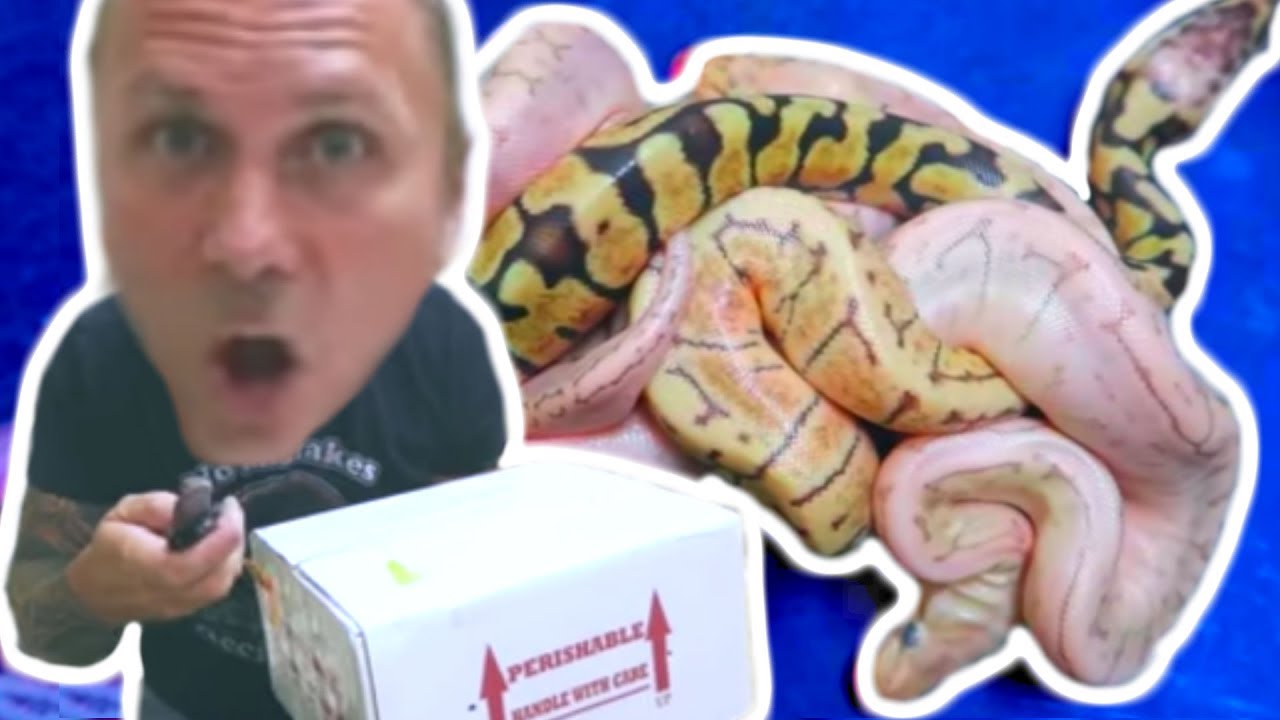 unbox therapy earbuds UNBOXING SNAKES, SKATEBOARDS AND WINE!!!! | BRIAN BARCZYK