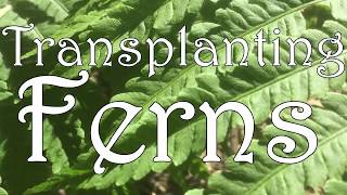Transplanting Ferns 🌿