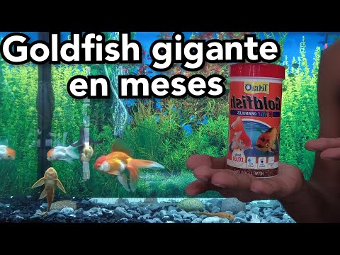 Goldfish enormes con estos alimentos que mejorarán su coloración y salud. hqdefault