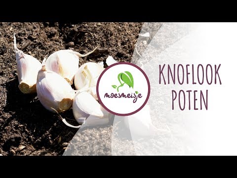 Video: Knoflook Planten