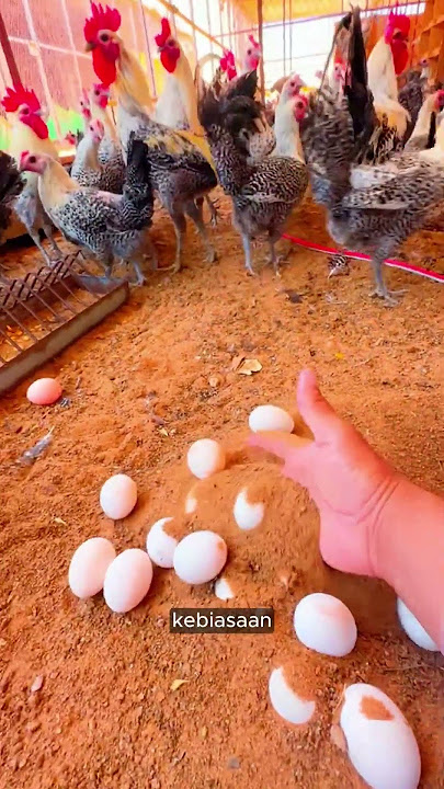 Here's How Sonali Chickens Protect Their Eggs from Predators