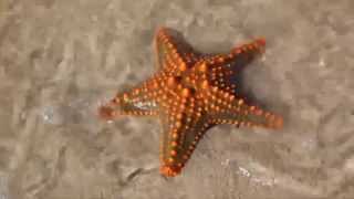 подводное чудо scuba miracle подводное чудо scuba miracle