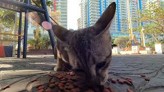 This stray cat very hungry by The Gohan And Cats 348 views 5 days ago 3 minutes, 44 seconds