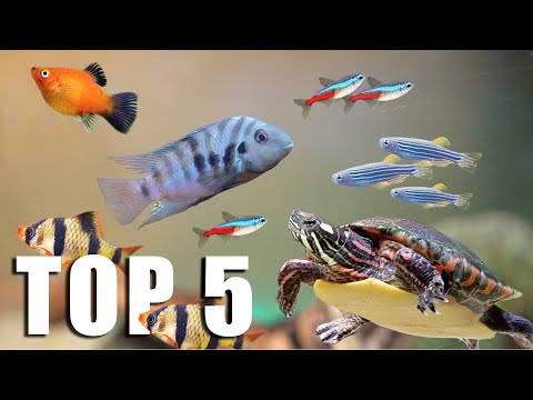 TOP 5 FISH for TURTLE TANKMATES