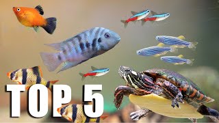 TOP 5 FISH for TURTLE TANKMATES