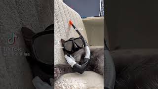 #cat subau #memes #funny