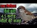 जब चिड़ियों ने ली करोड़ों की जाने | When the birds took the lives of crores