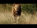 Big Male Lion on Patrolling Mission (Imbali Male)