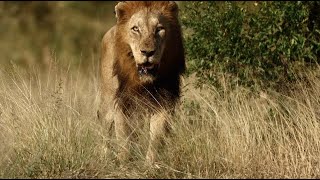 Big Male Lion on Patrolling Mission (Imbali Male)