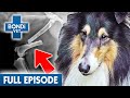 Agonising Broken Leg For Abused Rescue Dog 💔| Bondi Vet Coast to Coast Season 3 Ep 4 | Full Episode