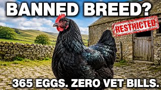 This CHICKEN Lays Atleast 365 EGGS Per Year, Never Gets Sick — Why You’re NOT Allowed to Own One