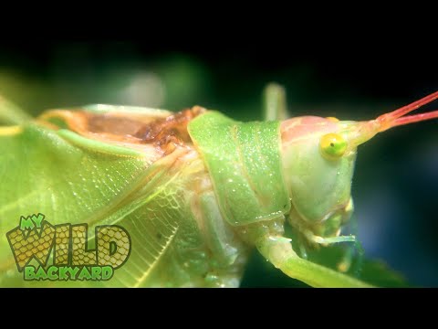 Video: Adakah katydid menggigit?