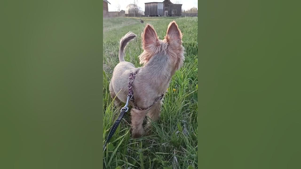 Пересадили клубнику и землянику на новое место. - YouTube