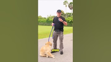 Mastering Dog Training Techniques  Prong Collar Tips and Corrections