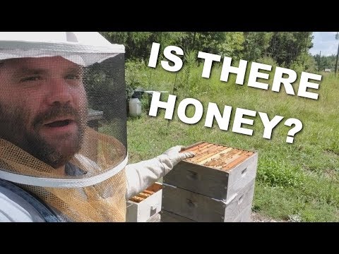 Final 🐝 Honey Harvest of 2017 🐝