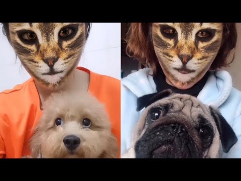 Cat filter on Douyin app leaves pets hilariously confused