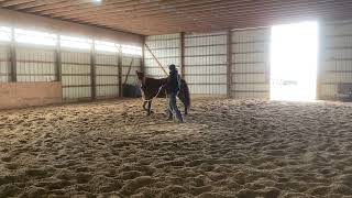 Get your horse cantering!! (Lunge line edition) Part 1