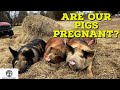 How Do I Know If My Pig Is Pregnant? - Pastured Pig Farming