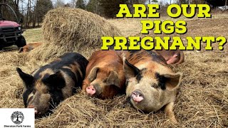 How Do I Know If My Pig Is Pregnant?  Pastured Pig Farming
