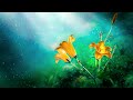 Healing Relaxing Meditation | 528Hz Positive Vibe | Positive Energy Relaxing | Calming Chill Music