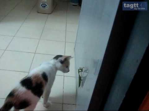 Boxing - Young Cat vs Big Mantis
