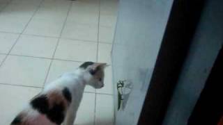 Boxing - Young Cat vs Big Mantis