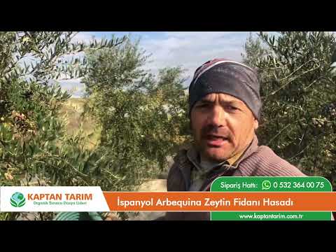 İspanyol Arbequina Zeytin