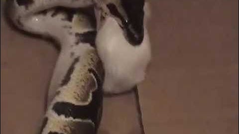 My ball python eating 2 small mice in 1 feeding(3)