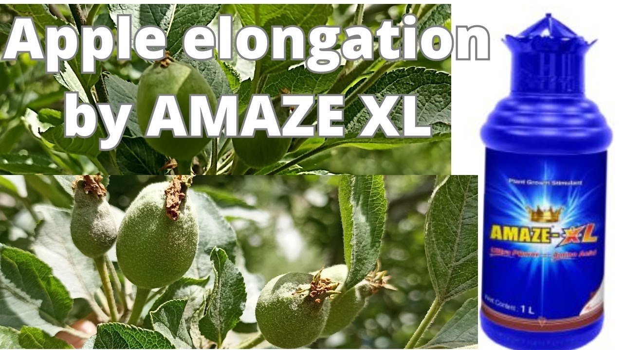 Amaze XL Spray In Apple Elongation Results In Janjehli Biostimulant amaze-xl-spray-in-apple-elongation-results-in-janjehli-biostimulant