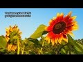 Understanding the Carbon Cycle