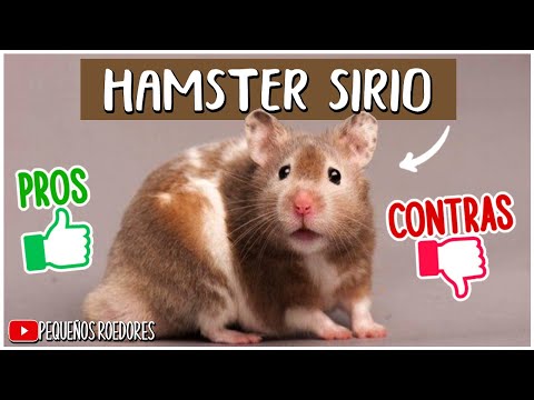 Video: Hámsteres Sirios: Características De Cuidado