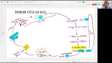 Biology 2020 Chapter 27 Reproductive System:  Ovarian Cycle (Video 13)