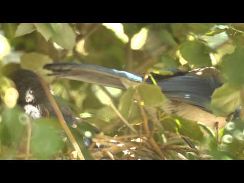 Scrub Jay Nest activity raw footage 5-09-2015 (15 clips) V18570