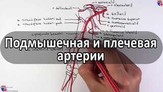 Подмышечная, плечевая артерии и их ветви - meduniver.com