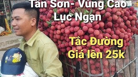 Vải Thiều Vùng Cao Tân Sơn Sốt Giá - Vẫn Tắc Đường l Núi Đồi Lục Ngạn