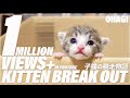 子猫の脱走物語