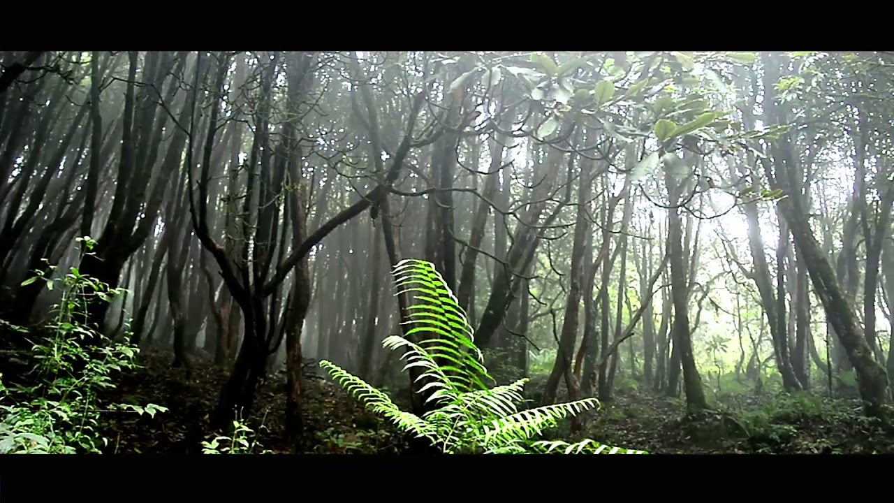 Homestay at west sikkim , Okhrey !!!! BODHI VILLA !!!! sikkim offbeat destination