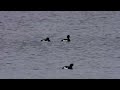 czernica  kaczka  🦆🦆🦆 stadnie  pływająca  po mokrej