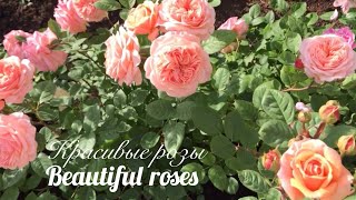 видео: Прекрасные Англичанки! Обзор английских роз с названиями. картинка: Прекрасные Англичанки! Обзор английских роз с названиями.