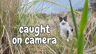 Strapped Camera To My Cat as He Went HUNTING  Cat Catching a Lizard