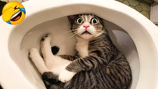 1 Hour of Funniest Cat Videos In The World | Try Not To Laugh Funny Animal Videos #125