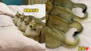 【牛奶是只猫】小猫咪竟然也喜欢听爱你！！！连尾巴都是爱你的形状😺