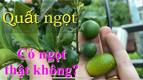 Làm sao để phân biệt quất ngọt quả tròn và quả dài khi chưa ra quả???  Chỉ 1 mẹo nhỏ