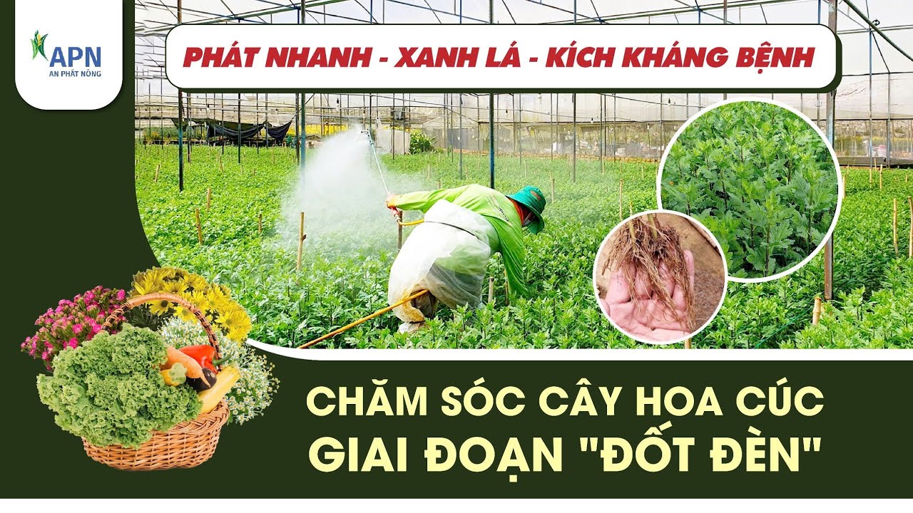 APN - CÁCH CHĂM SÓC CÂY HOA CÚC GIAI ĐOẠN 