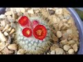 Flowering Parodia Haselbergii 2023