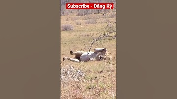 #cobra kill #lion Vua Sử Tử nhưng cũng không qua khỏi cú cắn của Rắn Hổ Mang Chúa. Quy luật tự nhiên